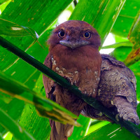 Sri Lanka Frogmouth